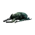 stag